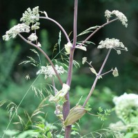 Angelica, Wild Angelica